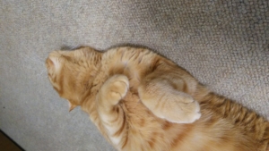 もふりたいか