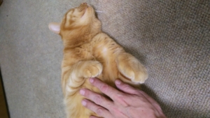 明日から